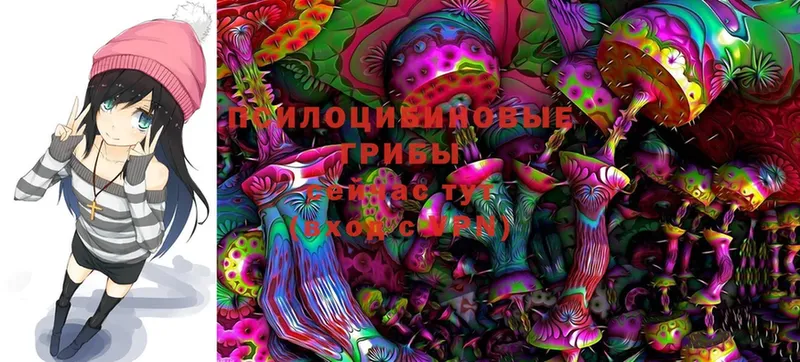 Псилоцибиновые грибы Psilocybe  Белая Холуница 